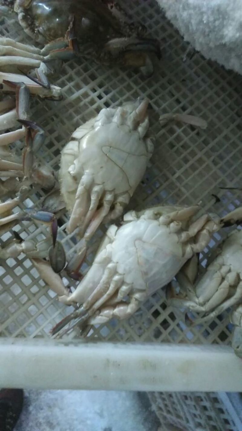 远海梭子蟹食用