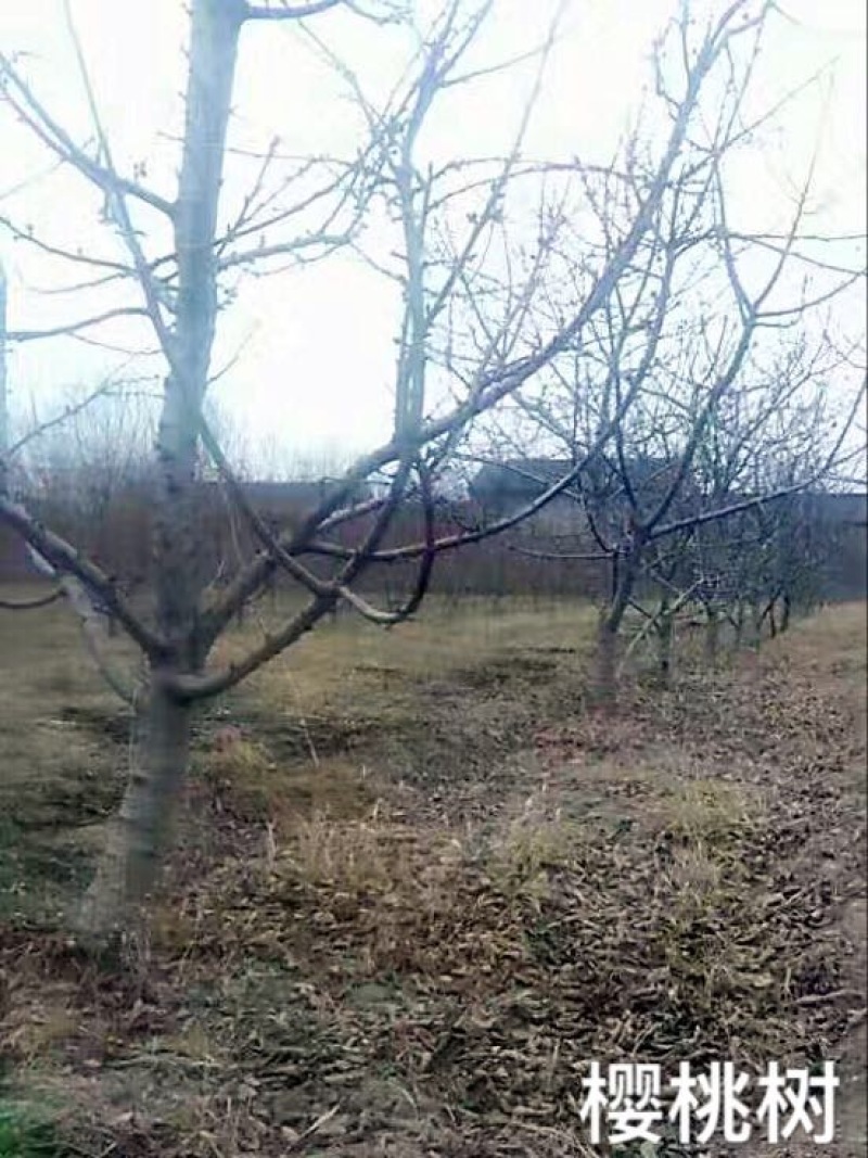 樱桃树