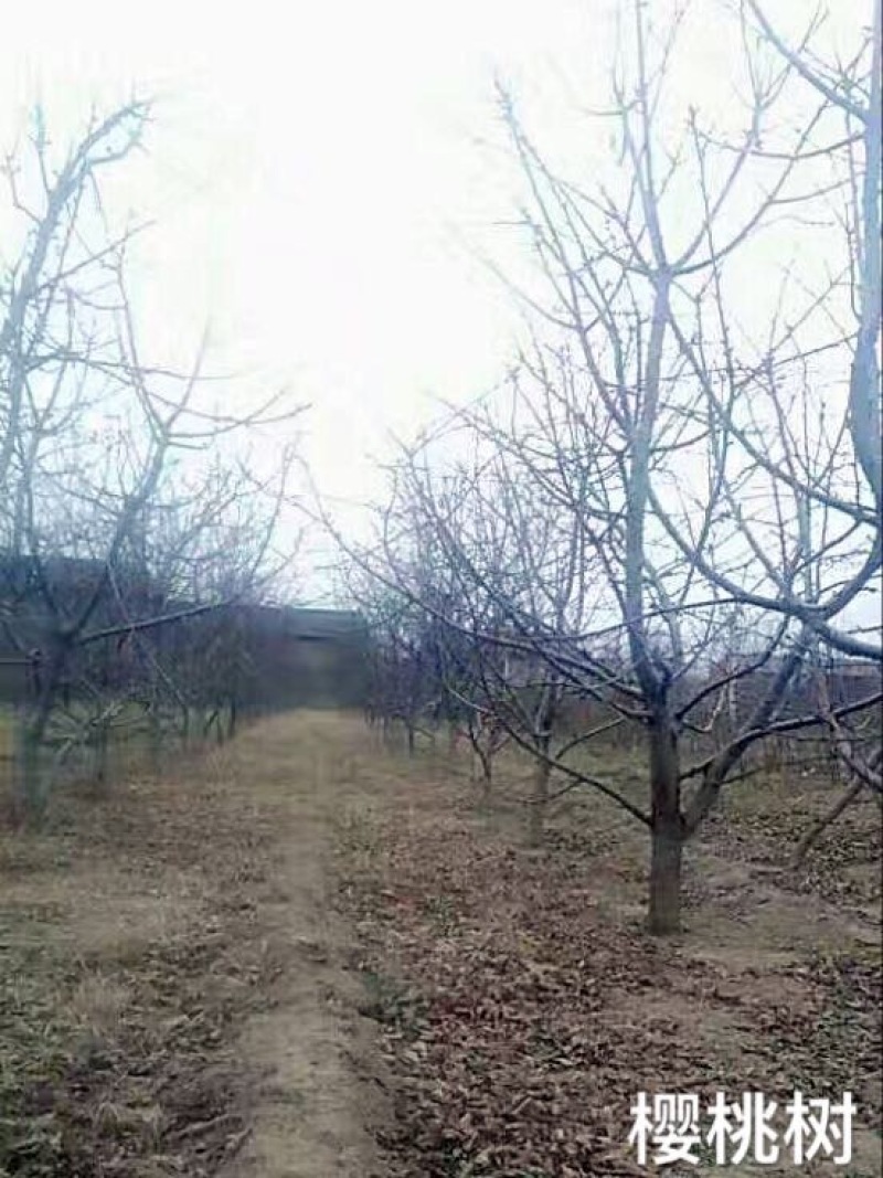 樱桃树