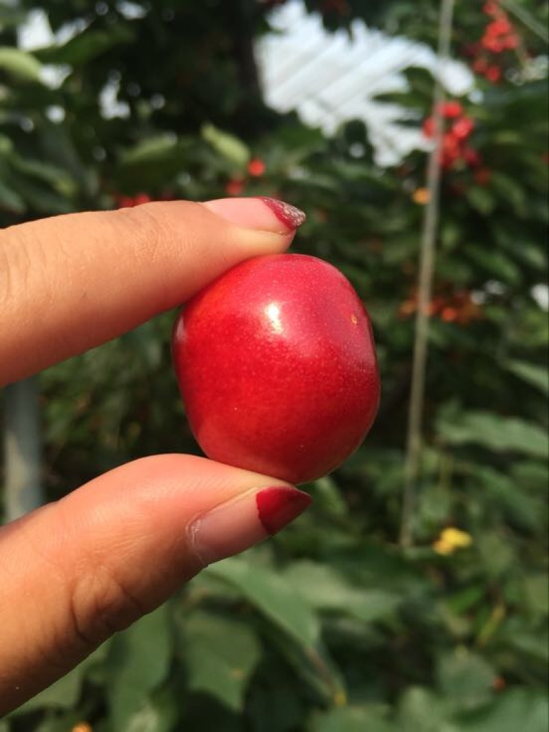 樱桃树