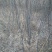 毛桃树苗60~70cm
