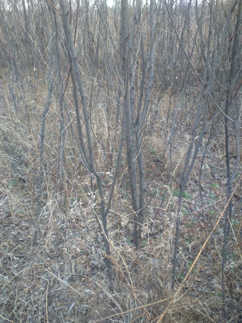 毛桃树苗60~70cm