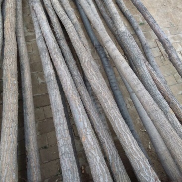 白榆8~10cm8~10cm2.5~3m