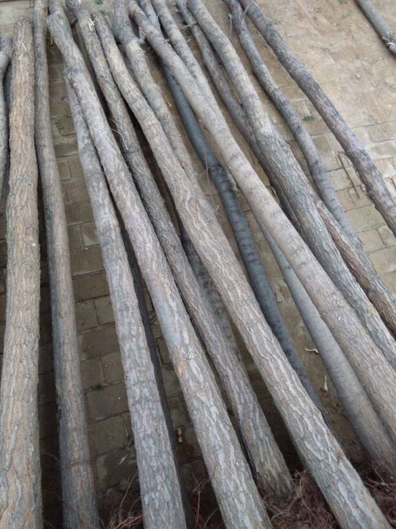 白榆8~10cm8~10cm2.5~3m