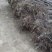 白榆8~10cm8~10cm2.5~3m