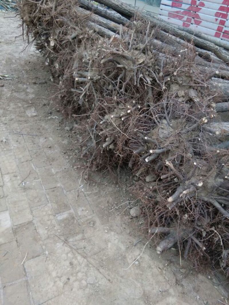 白榆8~10cm8~10cm2.5~3m