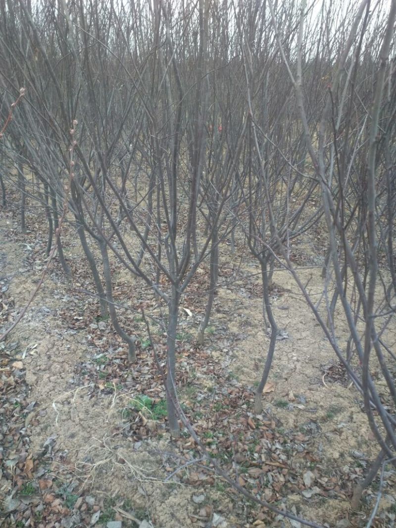 紫叶矮樱150~200cm2~4cm