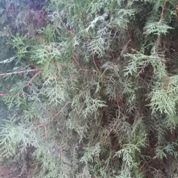 侧柏，常年出售侧柏袋苗，杯苗，地苗，4cm以下