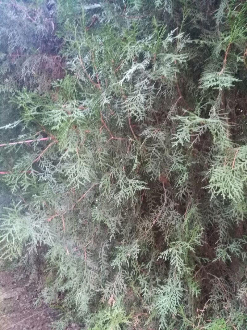 侧柏，常年出售侧柏袋苗，杯苗，地苗，4cm以下