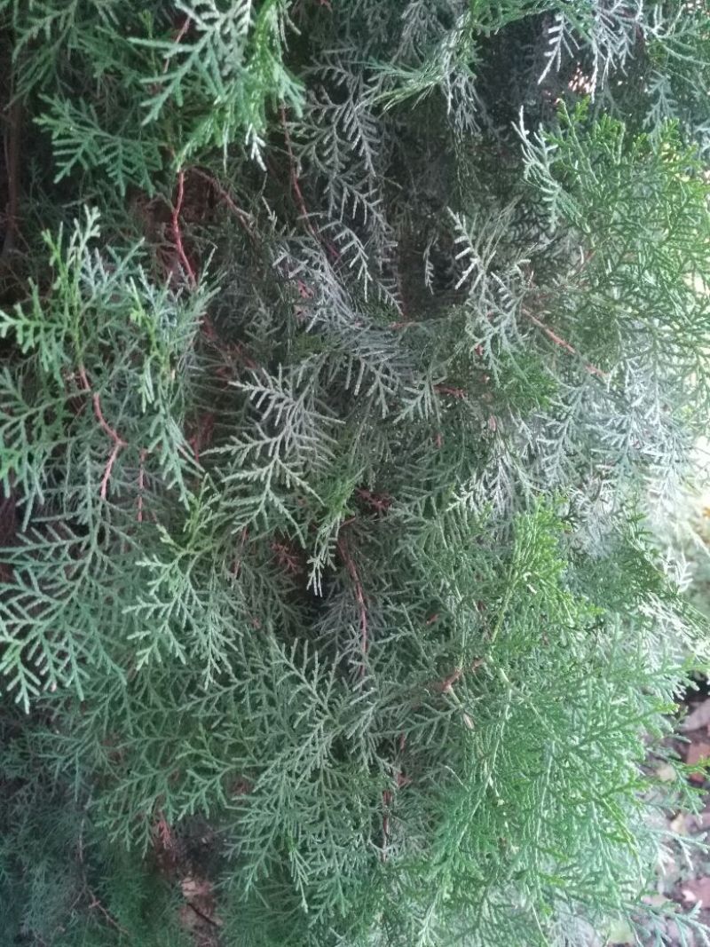 侧柏，常年出售侧柏袋苗，杯苗，地苗，4cm以下