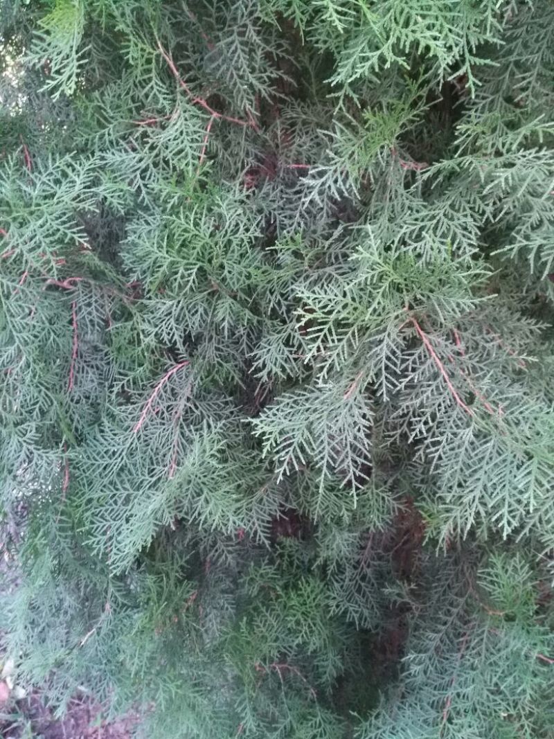 侧柏，常年出售侧柏袋苗，杯苗，地苗，4cm以下