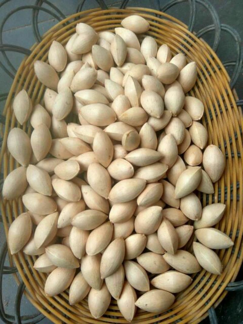 银杏果