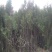 圆枝侧柏苗80cm以上