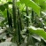 德瑞特721黄瓜25公分以上干花带刺产地直供一条龙