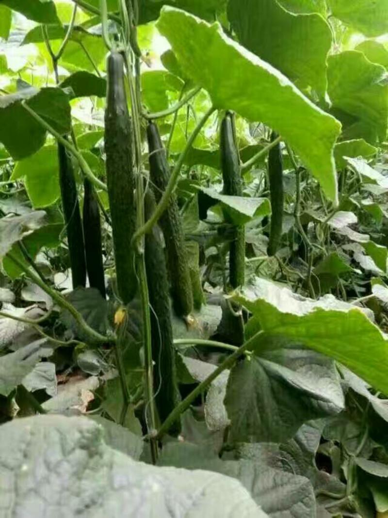 德瑞特721黄瓜25公分以上干花带刺产地直供一条龙