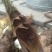 绿竹春笋30cm以上