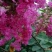 红花紫薇4~6cm1.5~2米1~2米