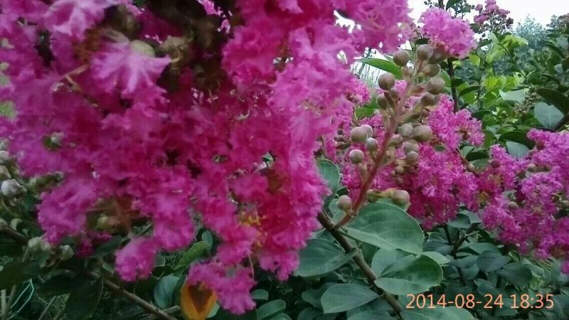 红花紫薇4~6cm1.5~2米1~2米