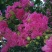 红花紫薇4~6cm1.5~2米1~2米