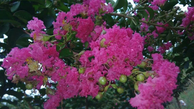 红花紫薇4~6cm1.5~2米1~2米