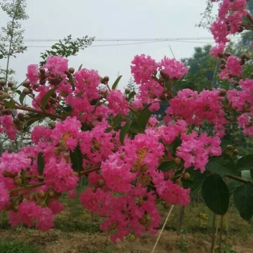 红花紫薇4~6cm1.5~2米1~2米