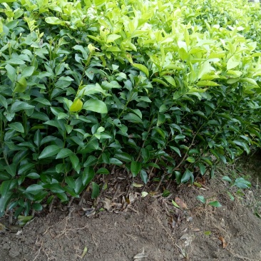 沙糖桔苗30~50cm