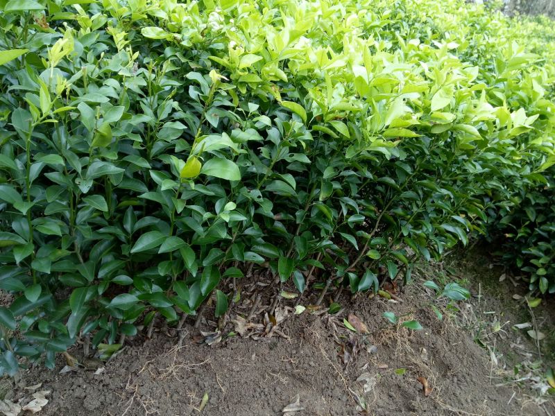 沙糖桔苗30~50cm