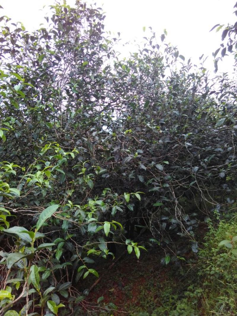 古树普洱茶二级