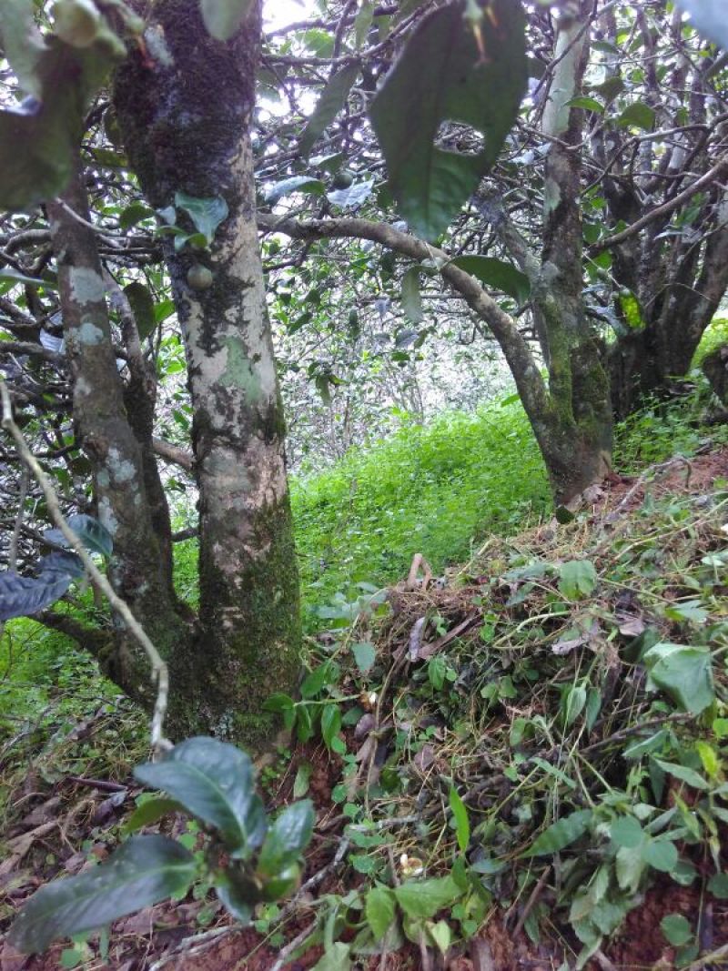 古树普洱茶二级