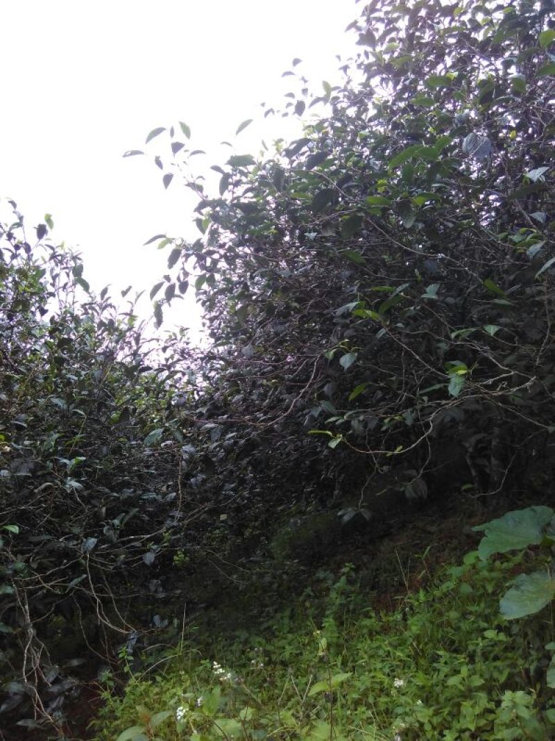 古树普洱茶二级