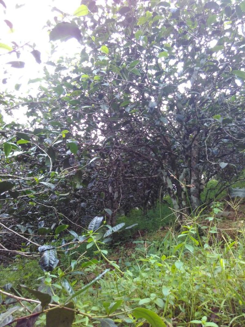 古树普洱茶二级