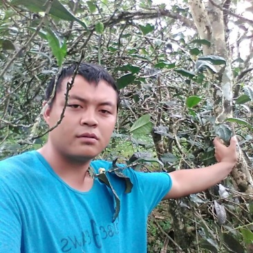 古树普洱茶二级