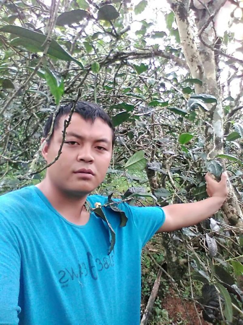 古树普洱茶二级