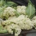 白面青梗松花菜适中乳白2斤，质量可靠，价格合理