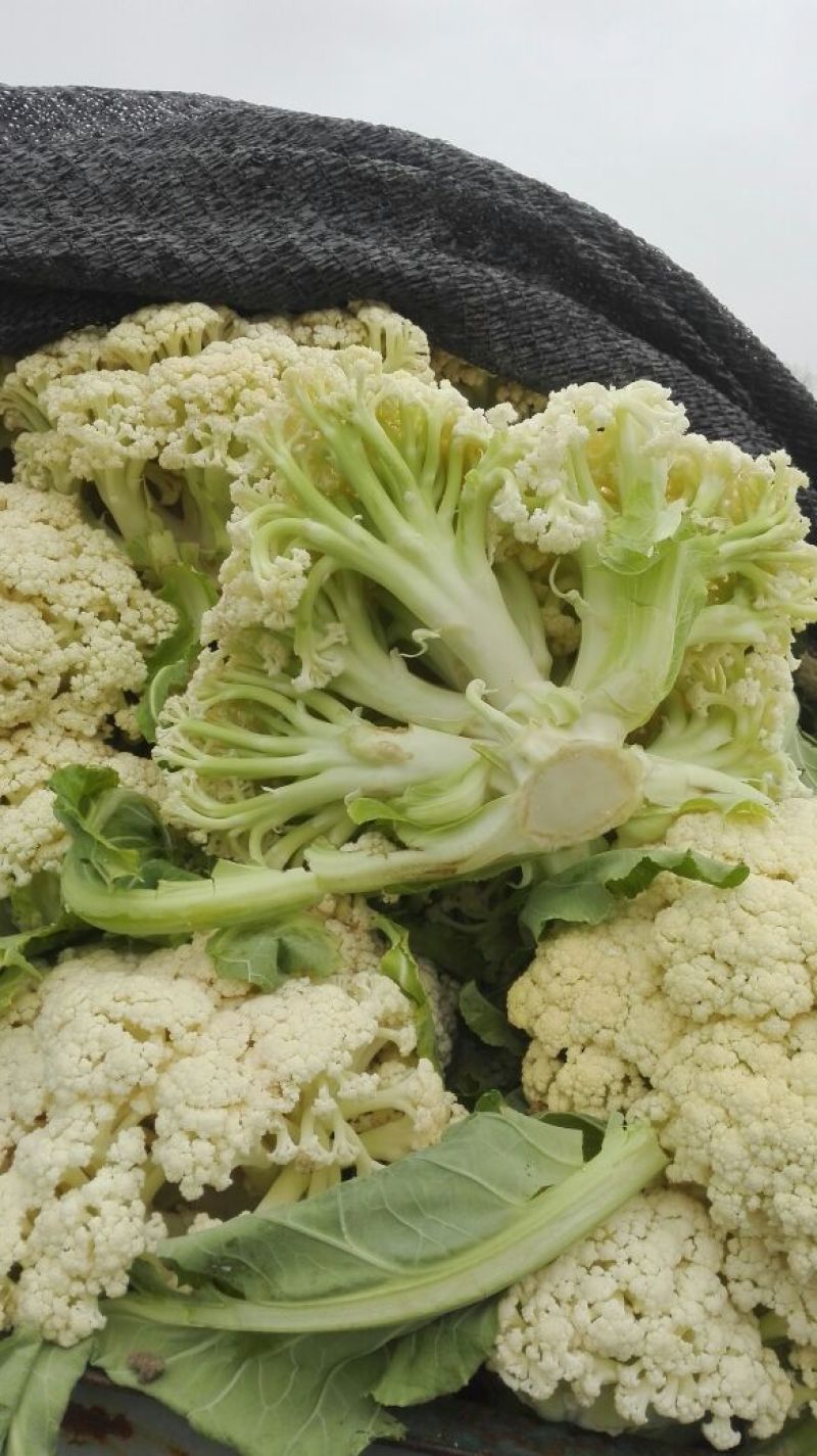 白面青梗松花菜适中乳白2斤，质量可靠，价格合理