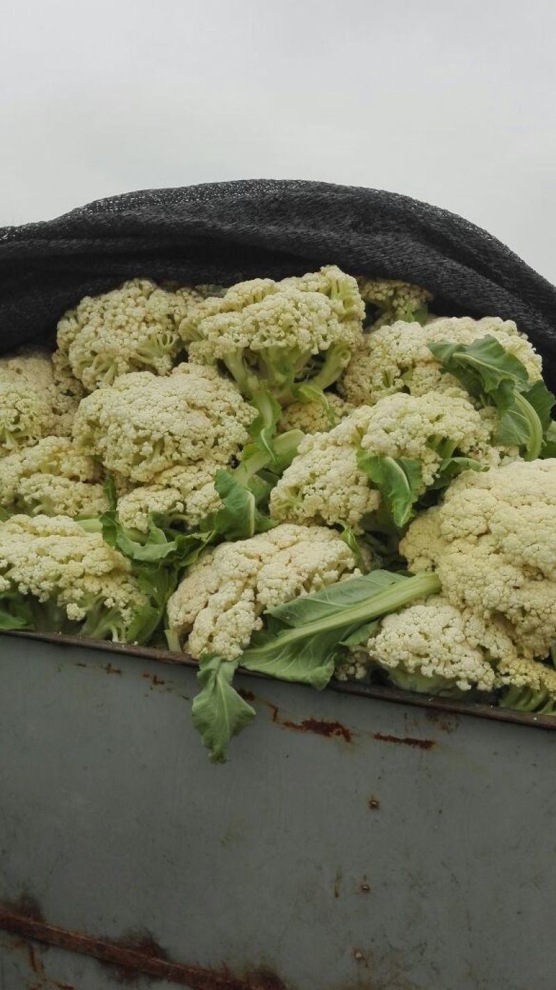 白面青梗松花菜适中乳白2斤，质量可靠，价格合理