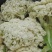 白面青梗松花菜适中乳白2斤，质量可靠，价格合理