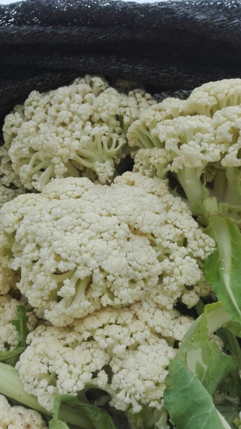 白面青梗松花菜适中乳白2斤，质量可靠，价格合理