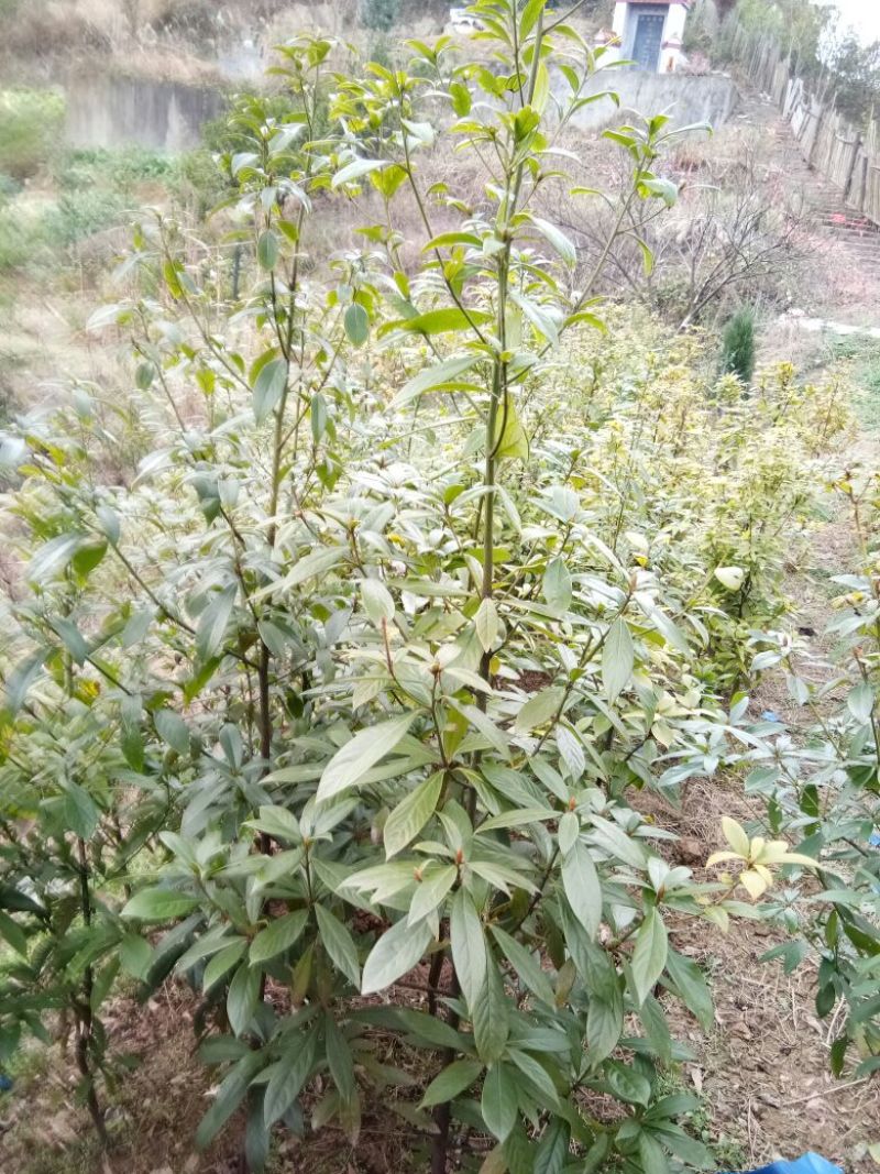 小叶桢楠1~1.5m