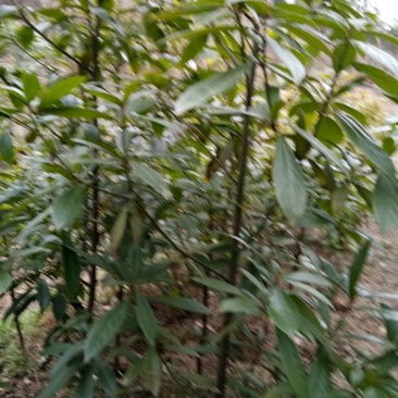 小叶桢楠1~1.5m