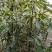 小叶桢楠1~1.5m