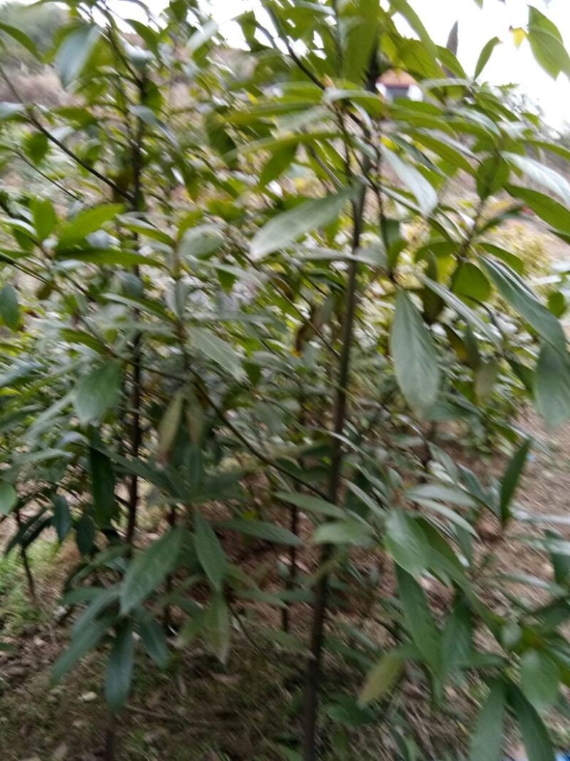 小叶桢楠1~1.5m