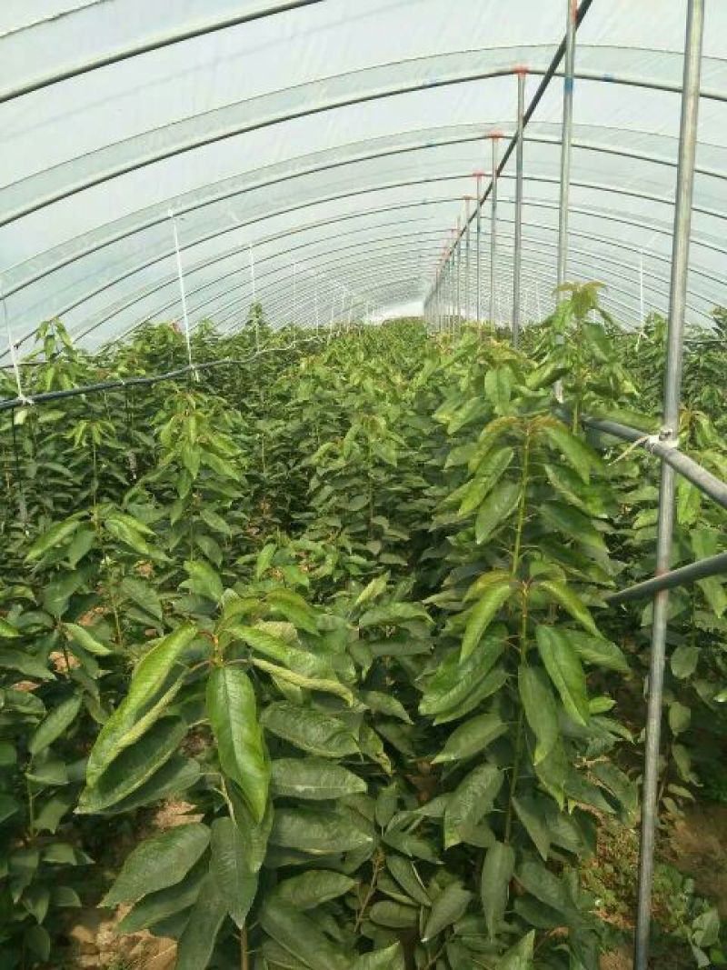 矮化樱桃苗3年丰产吉塞拉美早樱桃苗大棚种植比较适合