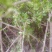 枸杞苗1年