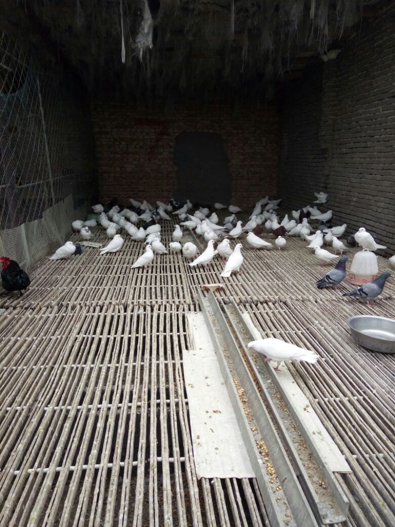 肉鸽正宗肉鸽