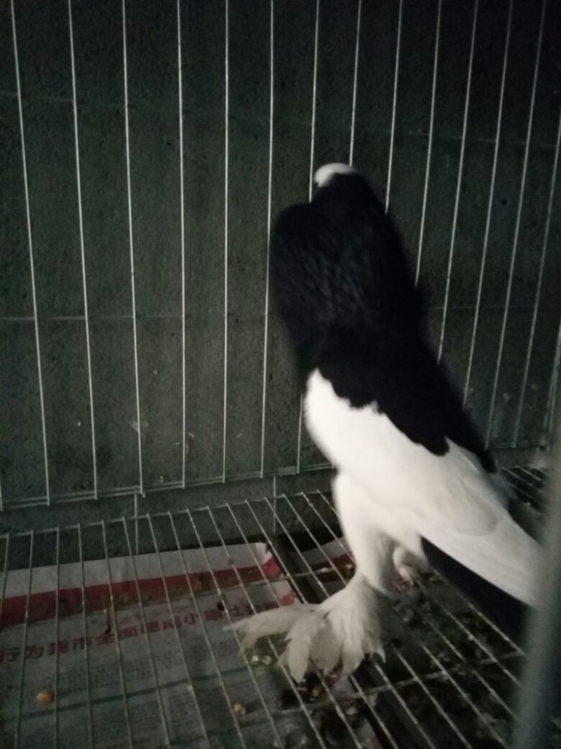 玩赏鸽精品玩赏鸽