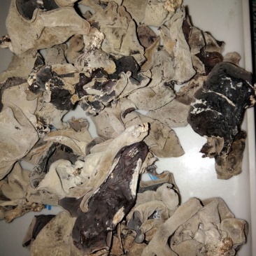 干木耳二级