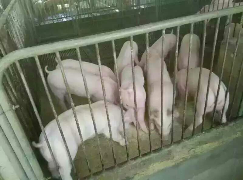 猪饲料3个月