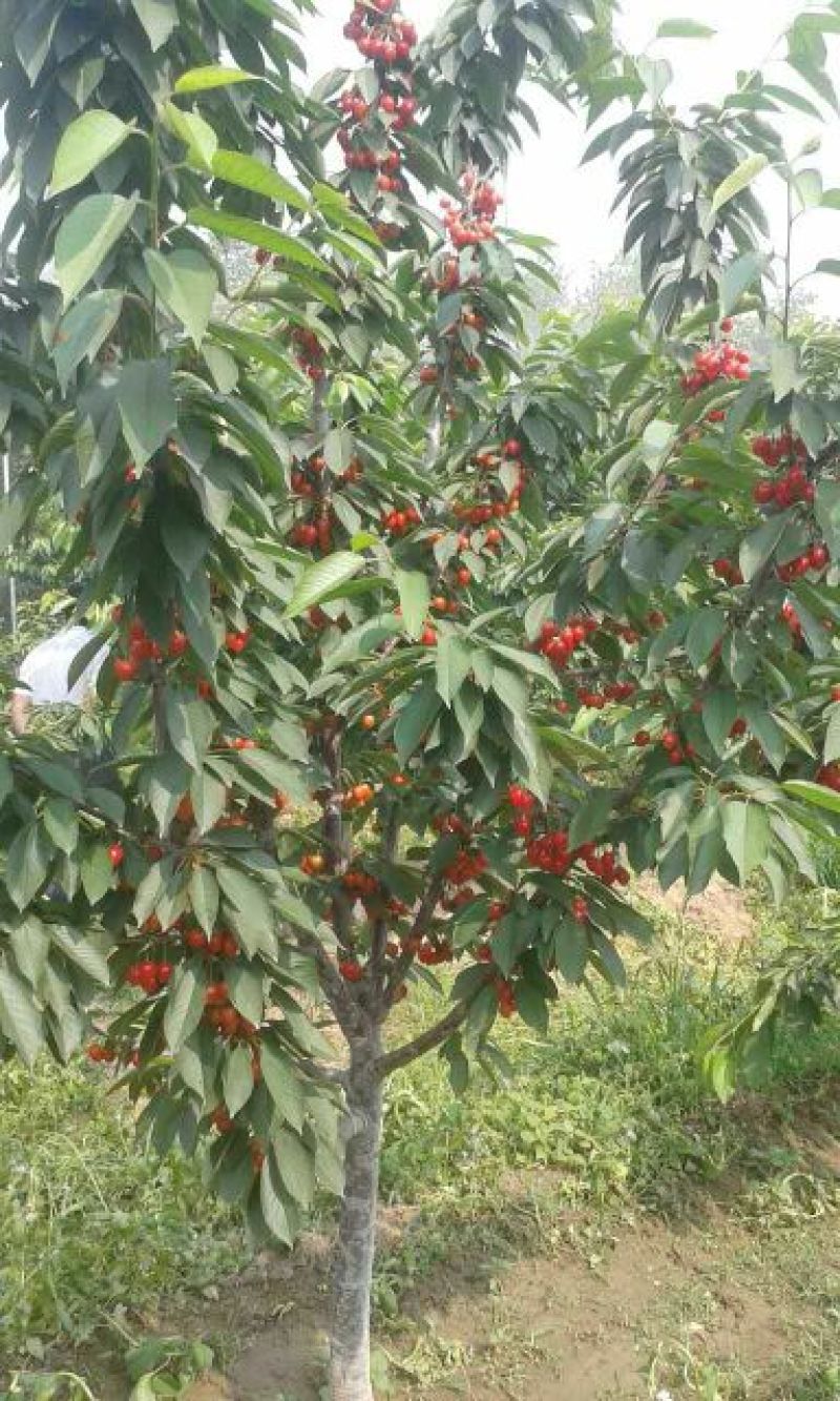 美早樱桃苗2年80cm以上矮化樱桃苗