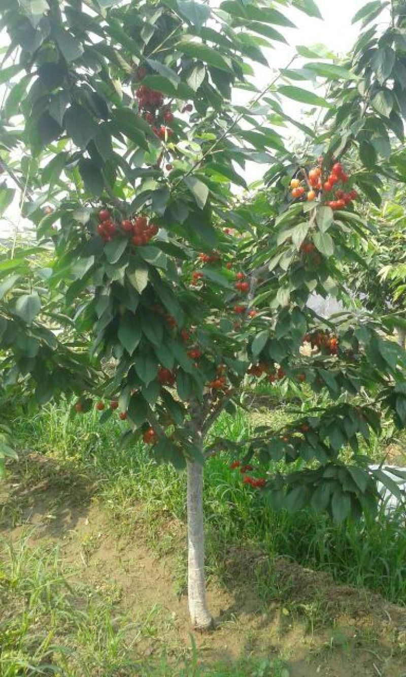 美早樱桃苗2年80cm以上矮化樱桃苗